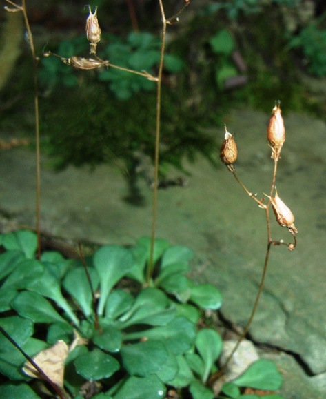 Saxifraga cuneifolia